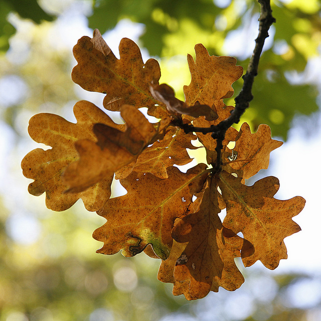 Bouquet d'automne