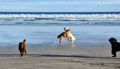 autumn at the beach