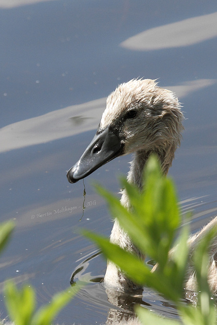 Höckerschwan-Kind