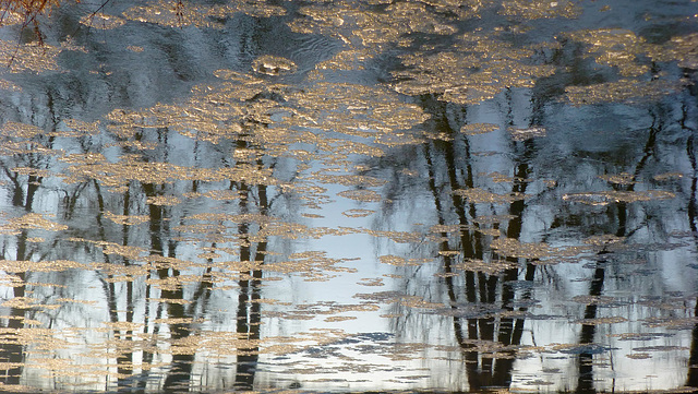 Les fleurs de l'hiver sur la Loire !