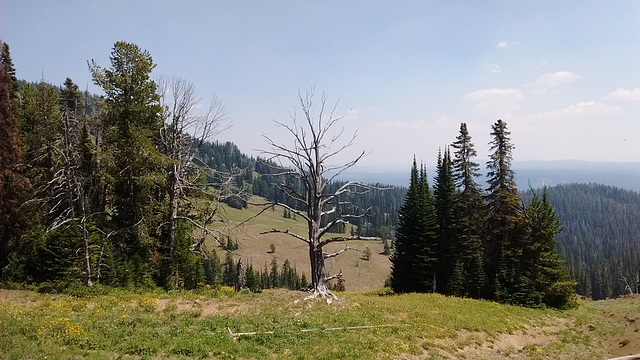 Nature Yellowstonienne