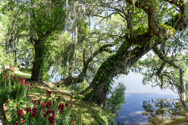 Magnolia Plantation