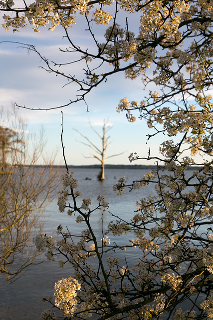 Framed cypress, Neuse River