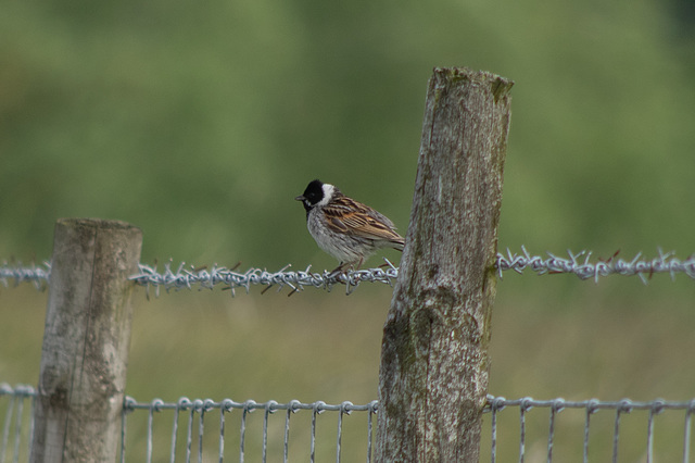 Reed Bunting