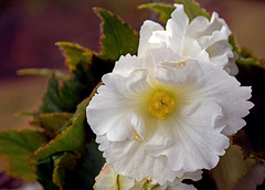 Begonia ~ Ruffled White