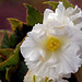 Begonia ~ Ruffled White