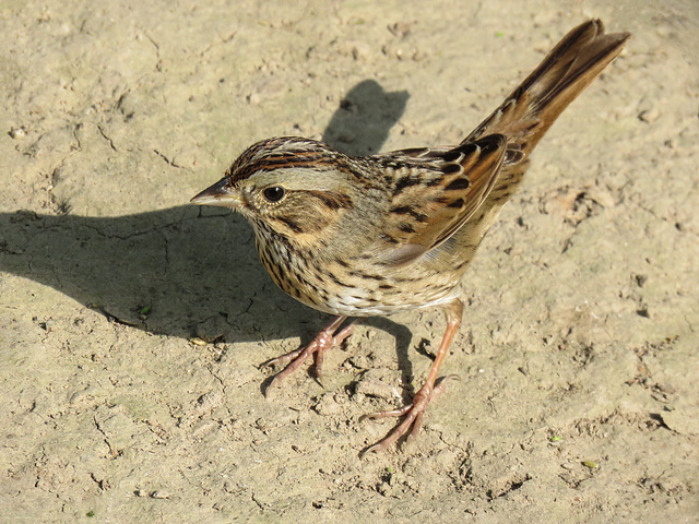 Day 7, Lincoln's Sparrow