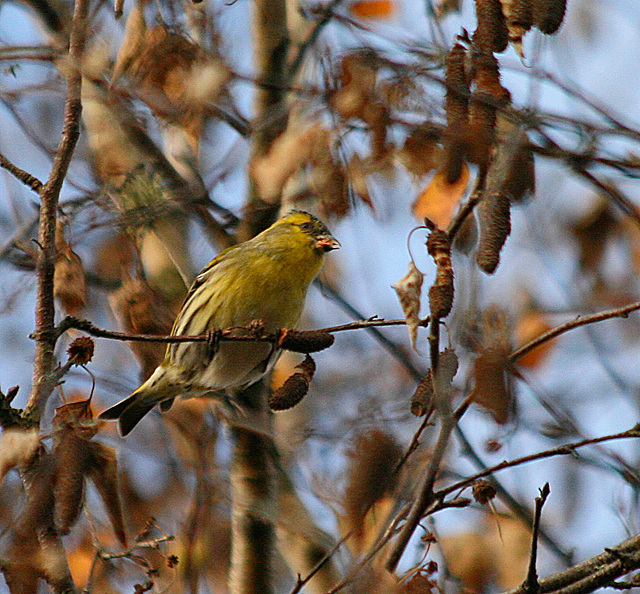 Serin Cini