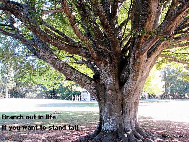 Lovely Old Tree In School Grounds