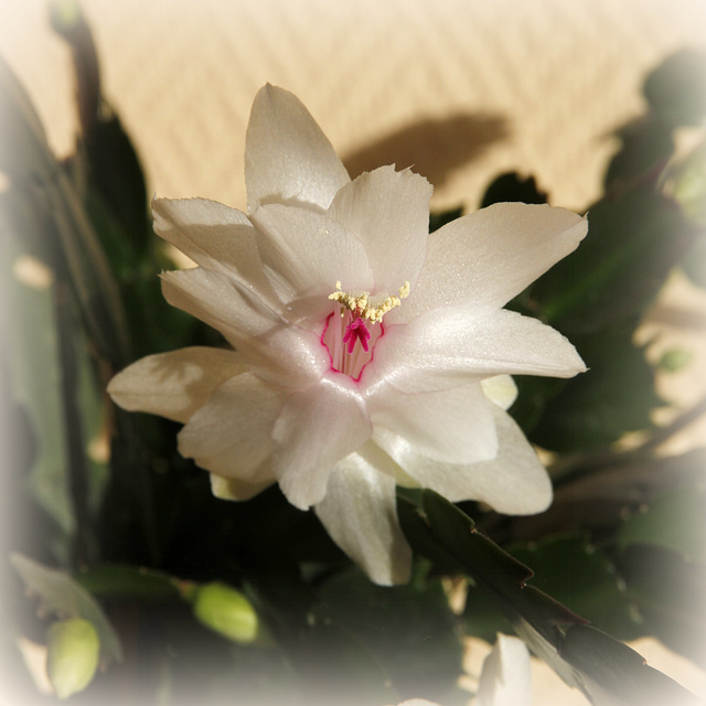 Schlumbergera