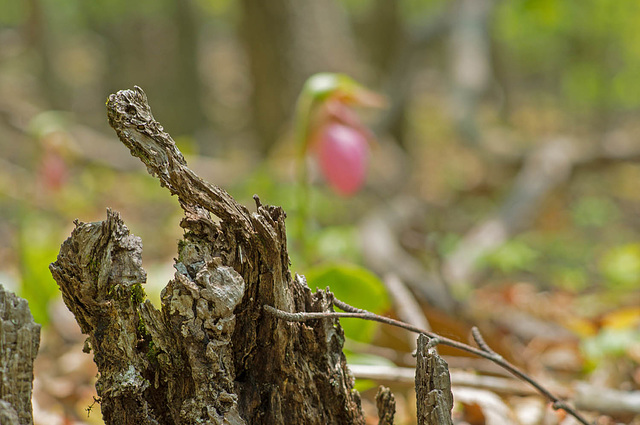 Tip of the Stump