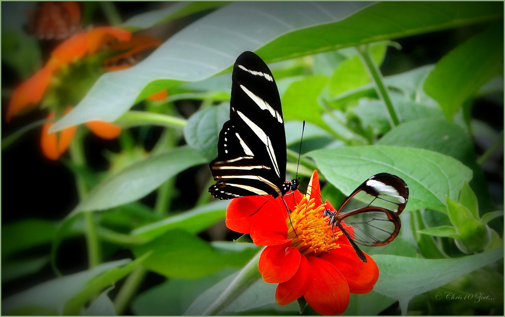 Zebra Longwing ~ Zebravlinder (Heliconius charitonius) and Glasswinged butterfly ~ Glasvleugelvlinder (Greta oto)...