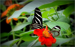 Zebra Longwing ~ Zebravlinder (Heliconius charitonius) and Glasswinged butterfly ~ Glasvleugelvlinder (Greta oto)...