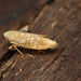 EF7A9248 Leafhopper