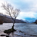 The lone tree, Lake Padarn