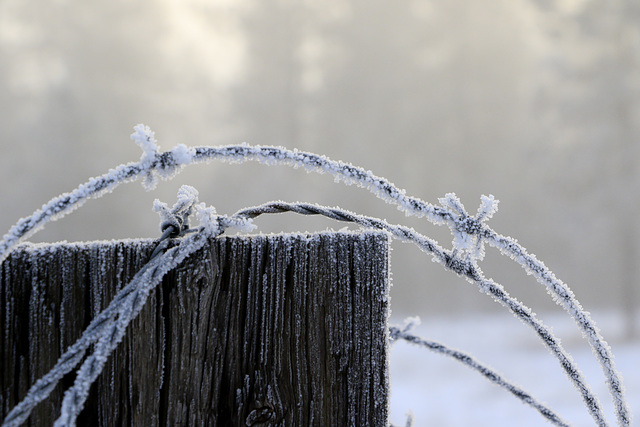 Frosted Fence