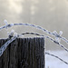 Frosted Fence