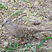 Day 7, Inca Dove, collecting twigs for nest