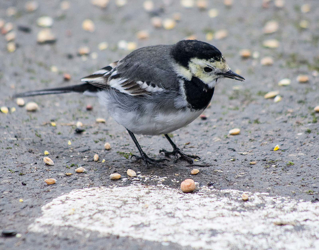 Pied wagtail (3)