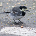 Pied wagtail (3)