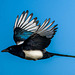 Magpie