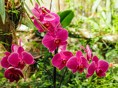 orquídea 6