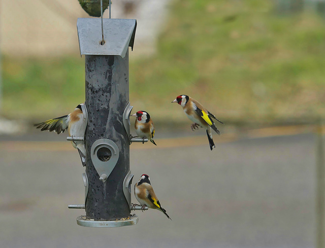 Distelfinken bei der Futterstelle