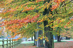 Quand l'automne adoucit les couleurs