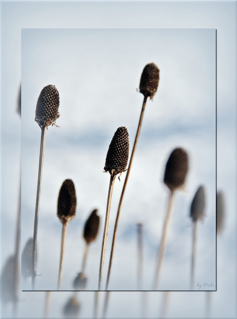 Was vom Sommer übrig blieb - What remained of summer