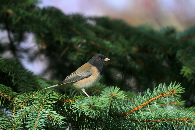 Dark-eyed Junco