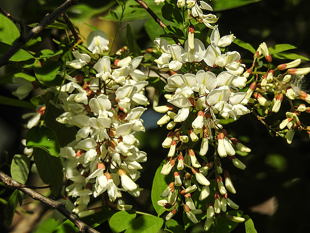 20170518 1533CPw [A+H] Robinie (Robinia pseudoacácia), [Falsche Akazie], Neusiedler See