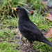 Blackbird (M)