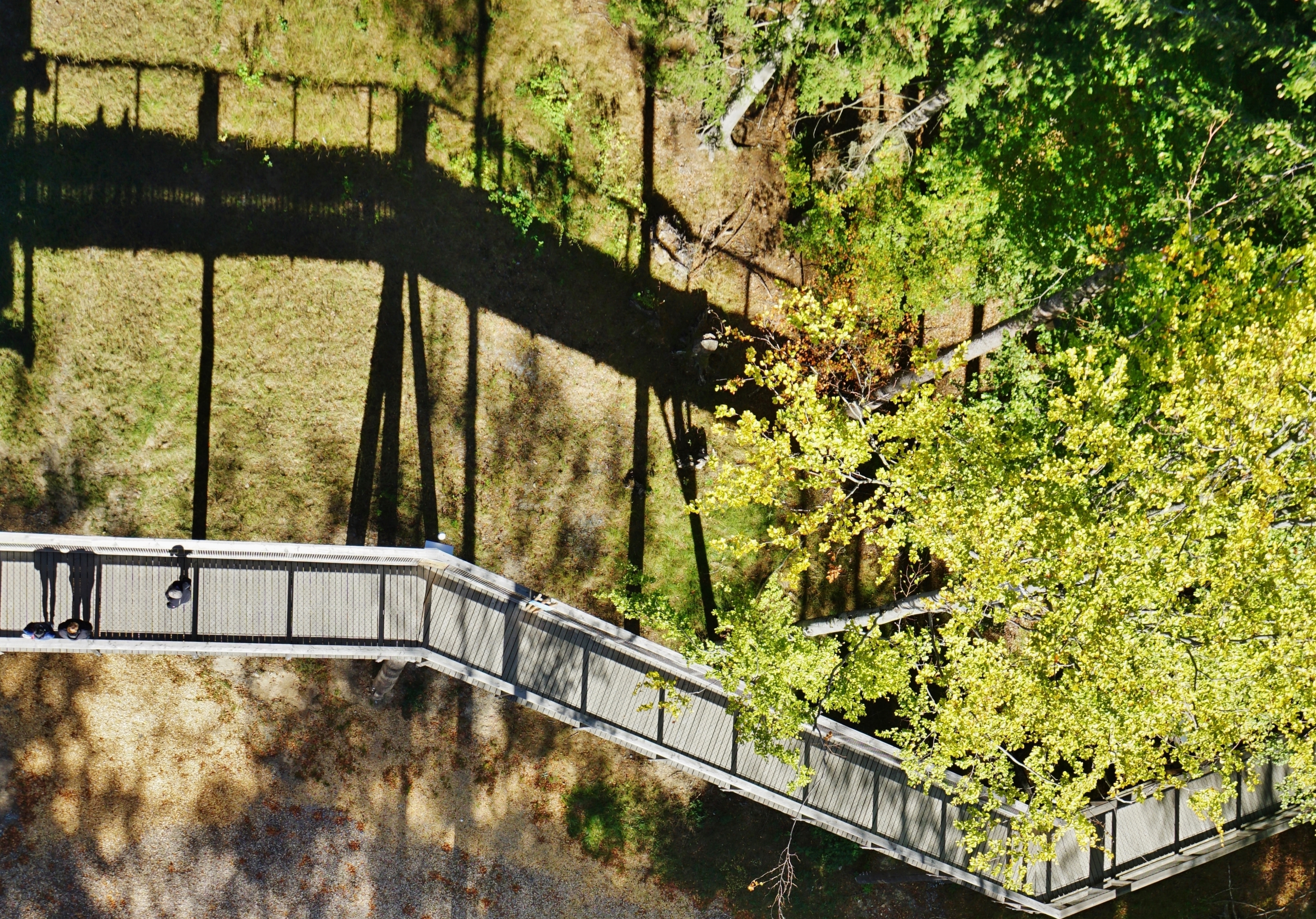 Auf dem Baumwipfelpfad - On a canopy pathway - HFF