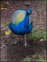 peacock profile