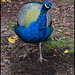 peacock profile