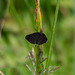 Chimney Sweeper Moth