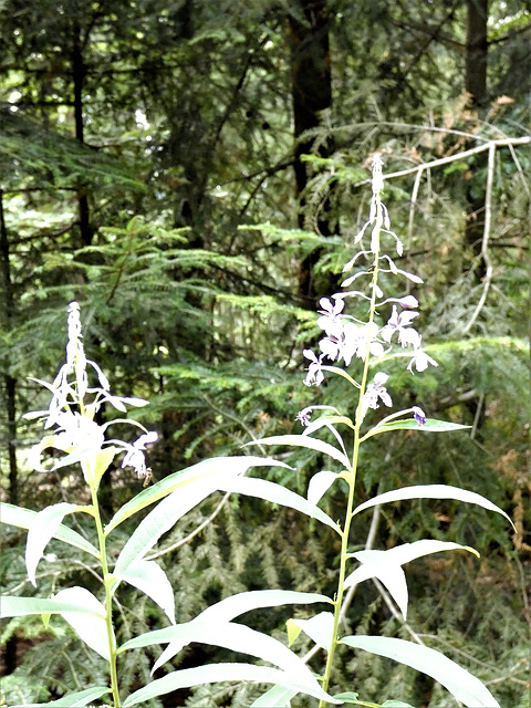 Wildblume