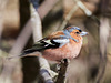 Fringilla coelebs