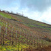 Weinberge im Februar