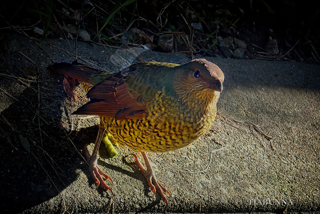 Female Satin Bowerbird