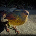 Female Satin Bowerbird