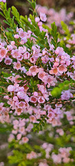 Thryptomene saxicola pink