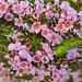 Thryptomene saxicola pink