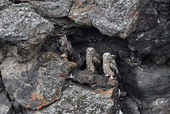 Owls in the Crater