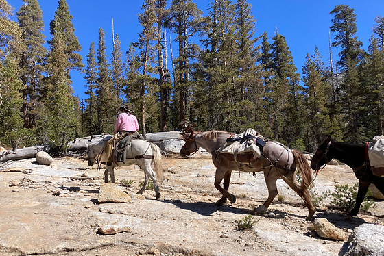 Mule Train