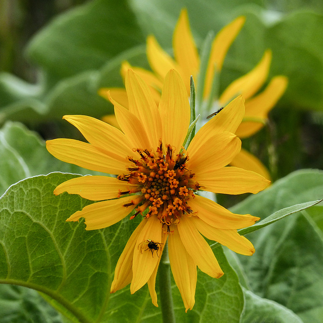 Arrowleaf Balsamroot with Crab Spider