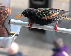 IMG 0021 Starling dpp