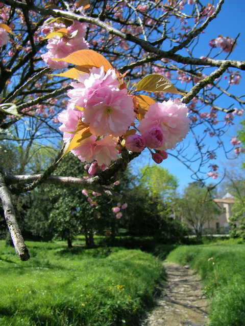 Fleurs du Japon