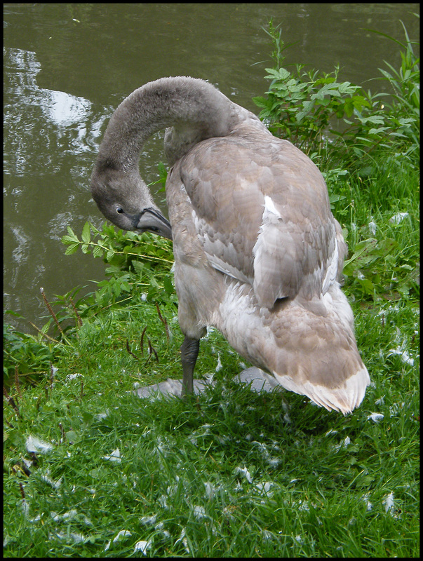 ugly duckling turns swan