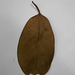DSCN1388 - folha de  figueira-mata-pau Coussapoa microcarpa, Urticaceae